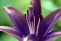 Unusual Blue Lily Flower In The Summer Garden Closeup
