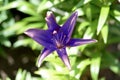 Unusual Blue Lily Flower In The Summer Garden Closeup