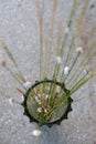 An unusual bouquet in a glass vase-grass with small white snails