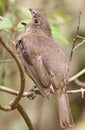 Tooth Billed Bowerbird in Australia