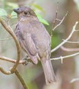 Tooth Billed Bowerbird in Australia