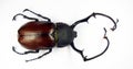 Unusual boxer beetle Euchirus longimanus isolated. Very long legs beetle. Scarabaeidae. Collection beetles. Coleoptera.