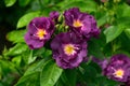 Unusual bright purple flowers bloom on a rose bush in a summer garden. Royalty Free Stock Photo