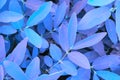 Unusual bright tinted vegetable background. Light blue, purple, violet colors. Bush foliage close-up. Fantastic vivid plant