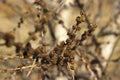 Unusual brown buds in a tree with a Golden tint, spring concept