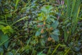 Unusual brown flower like plant