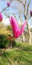 Unusual bud shape of a magnificent pink magnolia Royalty Free Stock Photo