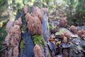 Unusual bush-shaped, spongy-type mushrooms of pinkish color on the trunk of a dead tree.