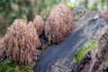 Unusual bush-shaped, spongy-type mushrooms of pinkish color on the trunk of a dead tree.