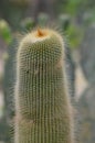 Unusual Cactus with Thin Prickly Hairs Covering It
