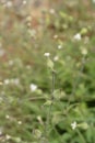 Unusual campion Royalty Free Stock Photo
