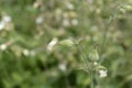 Unusual campion Royalty Free Stock Photo