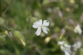 Unusual campion Royalty Free Stock Photo