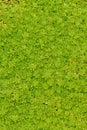 An unusual carpet of green Royalty Free Stock Photo