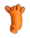 Unusual carrot in the form of a human palm or foot