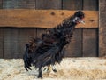 Unusual chickens with curly plumage. Portrait of a hen Royalty Free Stock Photo