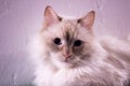 Unusual close-up cat portrait, Textured white background Royalty Free Stock Photo