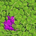 Unusual clover Royalty Free Stock Photo