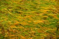 Unusual color dry grass and bent background