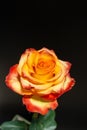 The unusual color and grace of an orange rose Royalty Free Stock Photo