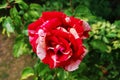 An unusual color rose.