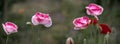 Unusual coloring of poppy originality.Panoramic shot of poppy originality. Royalty Free Stock Photo