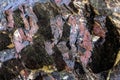 Unusual colouration in the rock strata at Kynance Cove Royalty Free Stock Photo