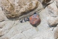 Unusual coloured rounded stone in a crystal water puddle