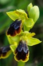 Unusual colourful form of Sombre Bee Orchid - Ophrys fusca