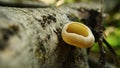 Graceful mushroom Peziza. Royalty Free Stock Photo
