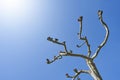 Curved branches of a beautiful platanus tree in Europe, against a blue and bright sky