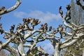 Unusual and curved branches of a beautiful platanus tree in Europe, against a blue and bright sky