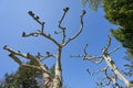 Unusual and curved branches of a beautiful platanus tree in Europe, against a blue and bright sky