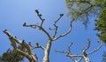 Unusual and curved branches of a beautiful platanus tree in Europe, against a blue and bright sky