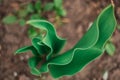 Unusual curved sprouts of Tulip Royalty Free Stock Photo