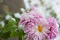 Unusual cute and lovely winter flowers, pink purple chrysanthemums growing under the snow and covered with snow white cover.