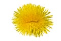 Unusual dandelion isolated. Double flower on a white background