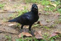 An unusual, dorky expression on the face of a perky black crow, walking on the muddy ground.
