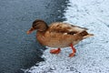 Unusual duck, born from a white drake with a changed color as variability within the species Anas platyrhynchos in the Gatchina pa