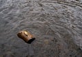 Dead Fish On Floating Log Royalty Free Stock Photo