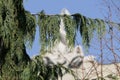 In the foreground is an unusual tree branch - thuja and bare linden branches under the sky.