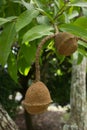 Unusual exotic Monkey pot tree