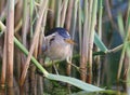 exotic photo male little bittern Royalty Free Stock Photo