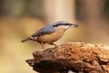 Unusual extra close up portrait of eurasian nuthatch with seed