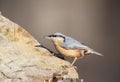 Unusual extra close up portrait of eurasian nuthatchin soft morning light.