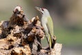 Unusual extra close up portrait of grey woodpecker on feeder.