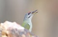 Unusual extra close up portrait of middle spotted woodpecker on feeder.