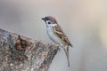 Unusual extra close up portrait of sparrow in warm morning light.