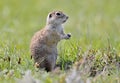 Unusual extra close up portrait of speckled ground squirrel