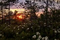 fabulous view of the dawn in the forest